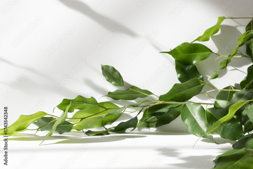 Fototapeta premium Abstract white color studio background for product presentation. Empty room with shadows of window and plant leaves . 3d grey room with copy space. Summer concept. Blurred backdrop.