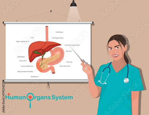 Female doctor pointing at a detailed anatomical diagram of the human liver and stomach on a projector screen during a medical presentation.