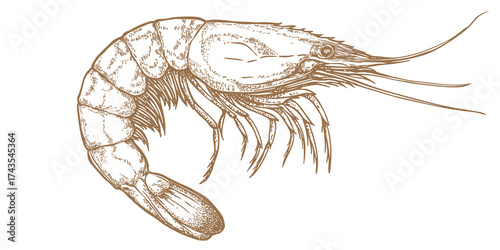 Shrimp, seafood, sketch. Vintage retro print, seafood shrimp prawn sketch, sea life, ink pencil style drawing, engrave old school sketch, hand drawn. Sketch artwork shrimp. Vector Illustration