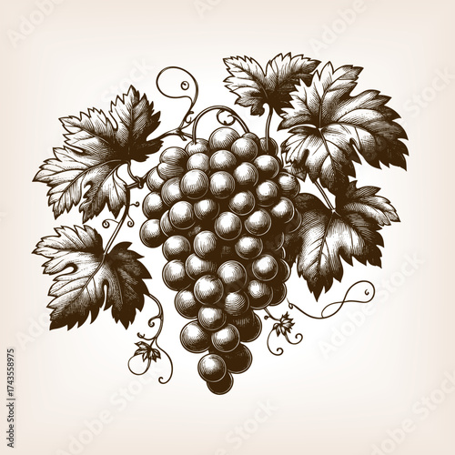 bunch of grapes with leaves and vine, symbolizing wine, harvest, fruit, and traditional botanical art sketch engraving generative ai vector illustration. Scratch board imitation. Black and white image