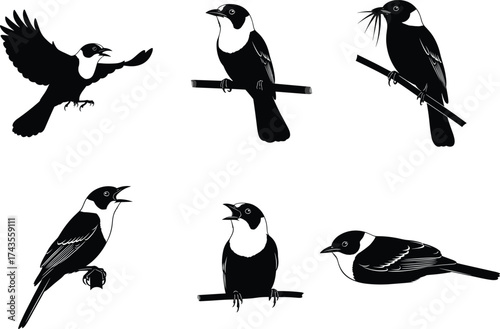 Set of Vector Songbird Illustrations Showing Perching, Singing, Flying, and Feeding Behavior for Nature, Wildlife, and Decorative Design Elements