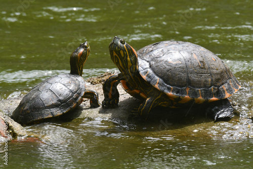Mãe e bebê de tartaruga de água doce tomando sol nas pedras do lago do jardim do Museu da República - Catete - RJ