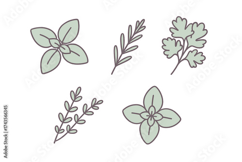 Collection of fresh culinary herbs basil rosemary parsley and oregano in simple outline