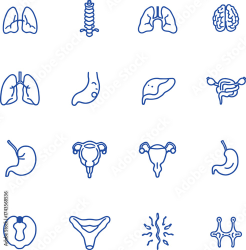 Human anatomy icon set with organs, spine, brain, uterus, and nerves in minimal blue line style for medical design