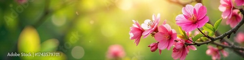 Vibrant Spring Bloom Sunlit Flowers and Lush Foliage in a Picturesque Setting, Perfect for Themes of Renewal and Growth