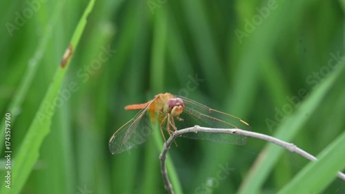Scarlet skimmer dragonfly. Its common names ruddy marsh skimmer and Crocothemis servilia. This is a species of dragonfly of the family Libellulidae, native to east and southeast Asia. 