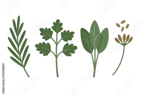 Fresh culinary herbs and spices collection including rosemary parsley sage and fennel