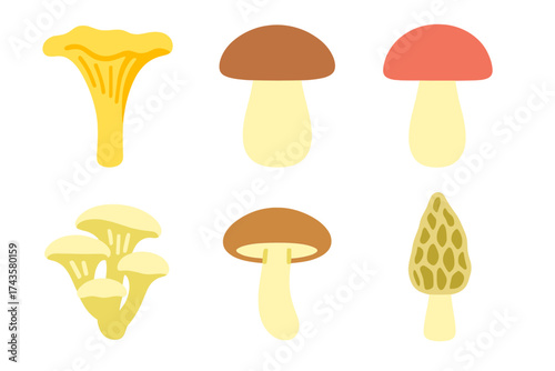 Collection of six edible wild mushrooms including chanterelles, porcini, and morels on white background