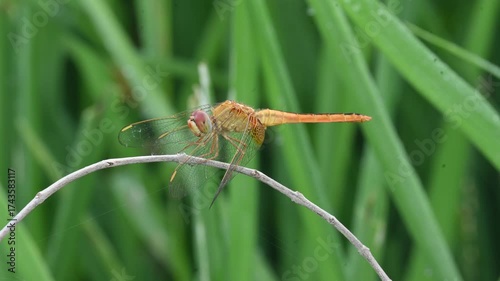 Scarlet skimmer dragonfly. Its common names ruddy marsh skimmer and Crocothemis servilia. This is a species of dragonfly of the family Libellulidae, native to east and southeast Asia. 
