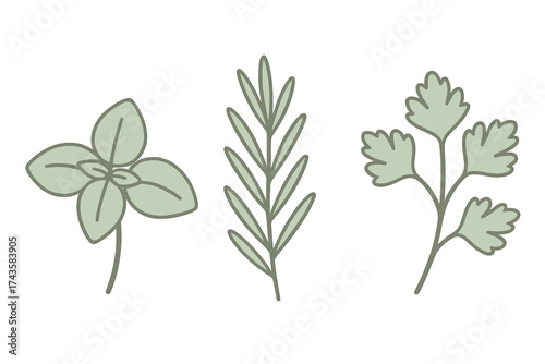 Set of three fresh culinary herbs basil rosemary and parsley sprigs