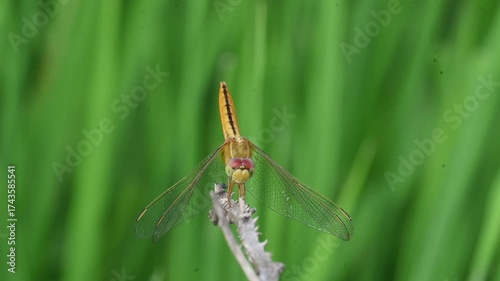 Scarlet skimmer dragonfly. Its common names ruddy marsh skimmer and Crocothemis servilia. This is a species of dragonfly of the family Libellulidae, native to east and southeast Asia. 