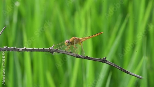 Scarlet skimmer dragonfly. Its common names ruddy marsh skimmer and Crocothemis servilia. This is a species of dragonfly of the family Libellulidae, native to east and southeast Asia. 