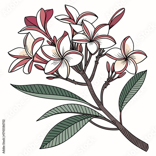 Delicate illustration of a blooming frangipani flower branch with white and pink petals and green leaves