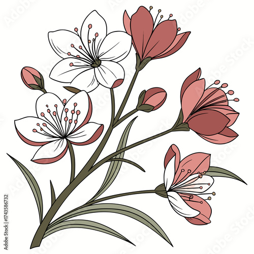 Delicate illustration of blooming cherry blossoms and buds with thin stems and leaves on a white background