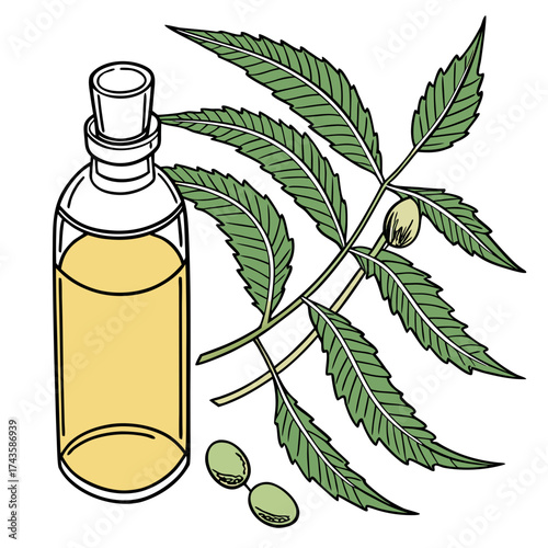 Illustration of a glass bottle filled with yellow neem oil next to neem leaves and fruits
