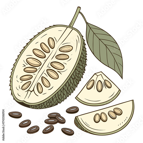 Illustration of a ripe jackfruit cut in half showing seeds and flesh with slices and loose seeds nearby