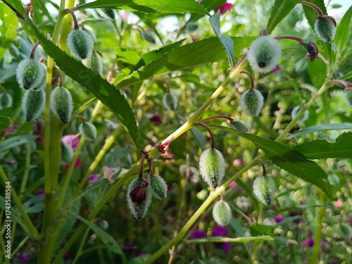 Photos Impatiens balsamina, garden balsams or the potted snapweed plant, flowers and se
