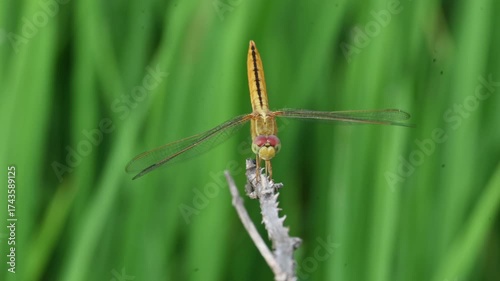 Scarlet skimmer dragonfly. Its common names ruddy marsh skimmer and Crocothemis servilia. This is a species of dragonfly of the family Libellulidae, native to east and southeast Asia. 