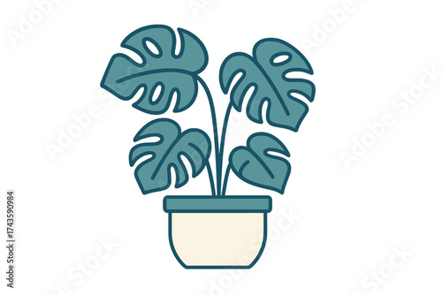 Minimalist potted Monstera deliciosa houseplant with large split leaves