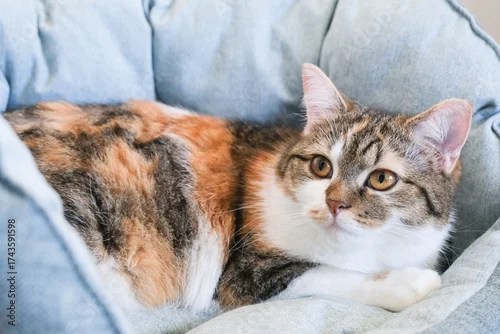 Fototapeta Domestic cat with calico fur resting comfortably on a soft cushion, showcasing its relaxed demeanor and captivating gaze in a cozy indoor environment