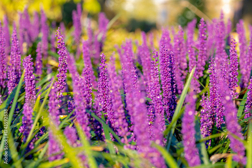 Selective focus of blue Lily turf flower in the garden, Liriope muscari is a species of flowering plant from East Asia, Herbaceous perennial has grass-like evergreen foliage, Nature floral background.