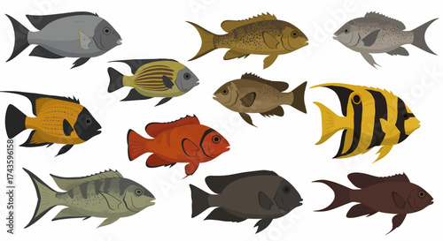 A collection of twelve colorful and detailed illustrations of various fish species on a white background