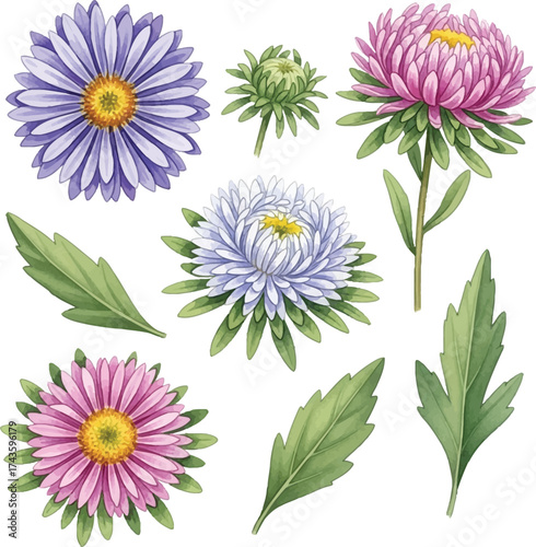 Watercolor Aster Flowers Clipart Set: Purple, Pink, and White Floral Graphics