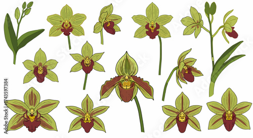 Collection of green and maroon orchid flower illustrations in various views