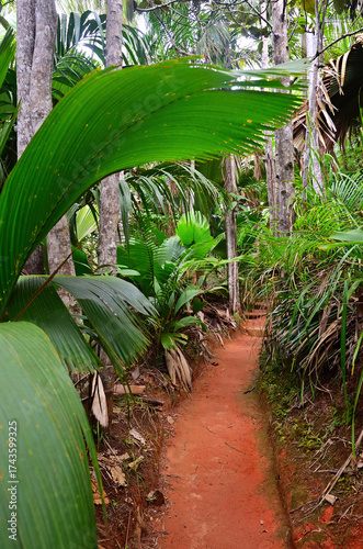 Jungle Vallee de Mai on the Seychelles islands