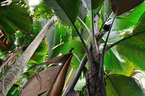 Jungle Vallee de Mai on the Seychelles islands
