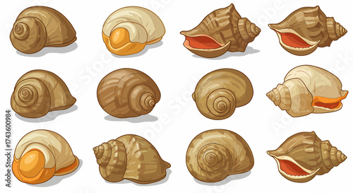 Twelve illustrations of brown and tan gastropod shells arranged in three rows