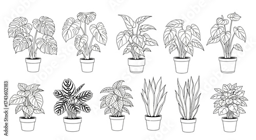 Line art illustration featuring ten different potted houseplants, each with unique leaf shapes and textures, arranged in two rows.