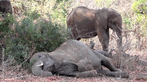 Adult elephant sleeping flat on her side in the wilderness of Africa.