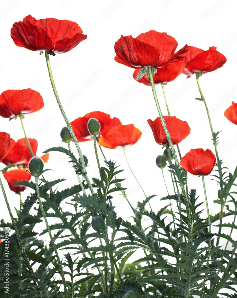 Fototapeta premium Vibrant Red Poppies Against Dark Background