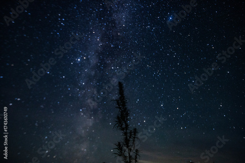 Wild cannabis bush and milky way in the night sky