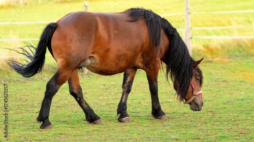 Brown horse grazes on lush green grass, showcasing a serene outdoor scene with gentle movement and natural beauty in a tranquil pasture environment