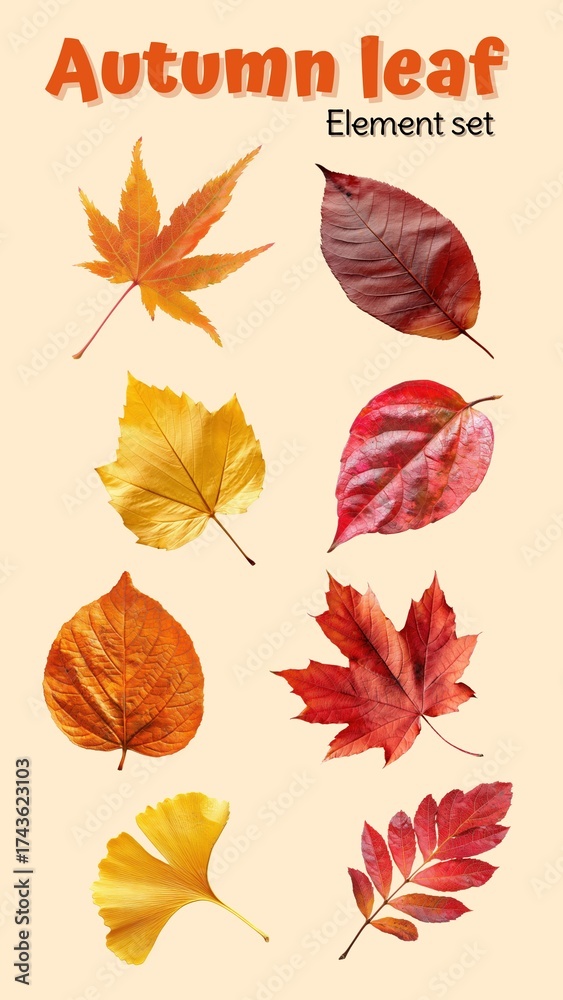 Fototapeta premium Autumn leaf design element set