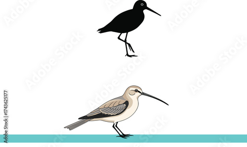 Bird comparison illustration showing silhouette and detailed color version with long curved beak, slender body, and one-legged standing posture