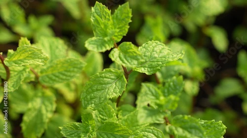 Wallpaper Mural  Mint plant, close up of a green mint leaf Torontodigital.ca