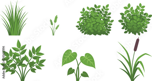Plant illustrations, foliage types, botanical graphics, grass vector, leafy plants, cattail drawing, nature clipart, green leaves, vegetation set, plant icons