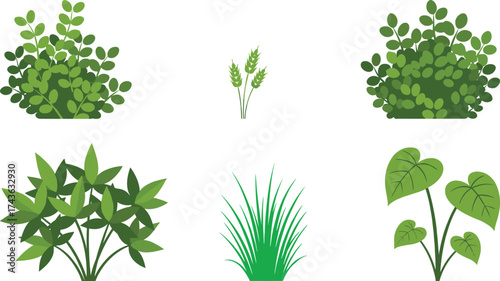 Plant illustrations, foliage types, botanical graphics, wheat stalks, grass vector, leafy bushes, heart-shaped leaves, nature clipart, vegetation set, plant icons