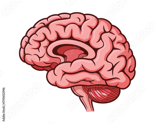 Illustration of the Human Brain with Intricate Folds and Anatomy