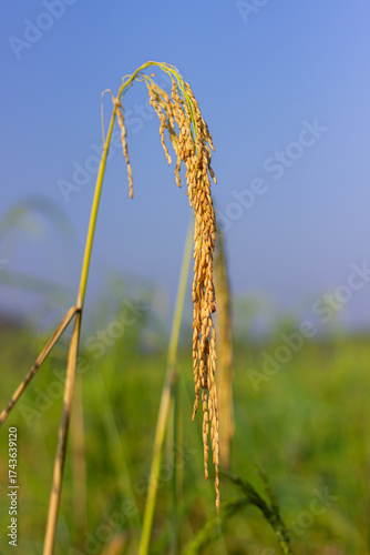 Rice field with sunrise or sunset in moning light