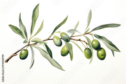 Wallpaper Mural Branch plant olive leaf. Torontodigital.ca