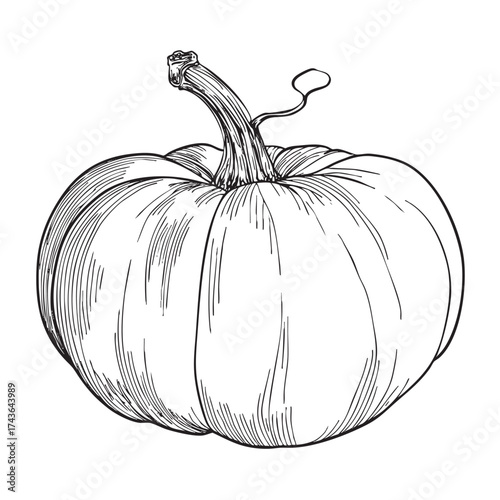  Vintage sketch of a plump pumpkin with a short stem.