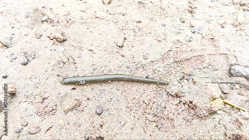 Bloodsucking Aquatic Leech Used in Traditional Medicine