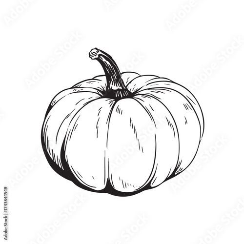 Classic ink sketch of a round pumpkin with a stem.