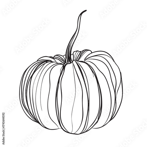 Simple, gestural line drawing of a pumpkin with a long, thin stem.
