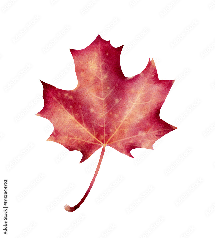 Fototapeta premium Red maple leaves in autumn colors, digital watercolor drawing. Perfect for fall design, greeting cards, packaging, fabric prints, scrapbooking, invitations and seasonal decoration.