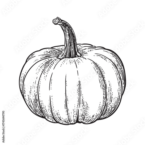 Vintage woodcut-style drawing of a plump pumpkin.
